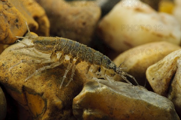 Waterlouse (Asellus aquaticus)