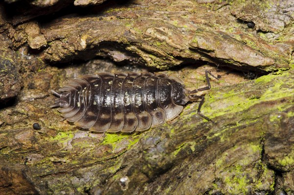 Common Woodlouse (Oniscus asellus)