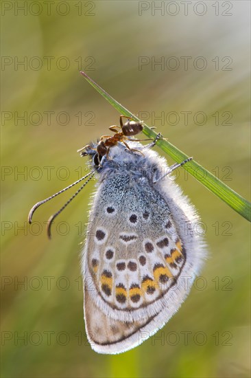 Silver-studded blue (Plebejus argus) male butterfly newly emerged being tended by an ant (Lasius platythorax)