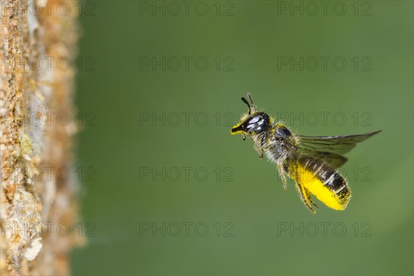 Large Scissor-bee (Chelostoma florisomne) in flight at entrance of nest hole with a load of pollen