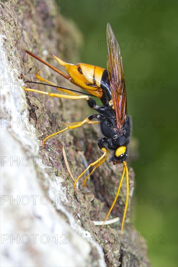 Giant Woodwasp (Urocerus gigas) adult female laying eggs in the trunk of a Sitka Spruce (Picea sitchensis) tree