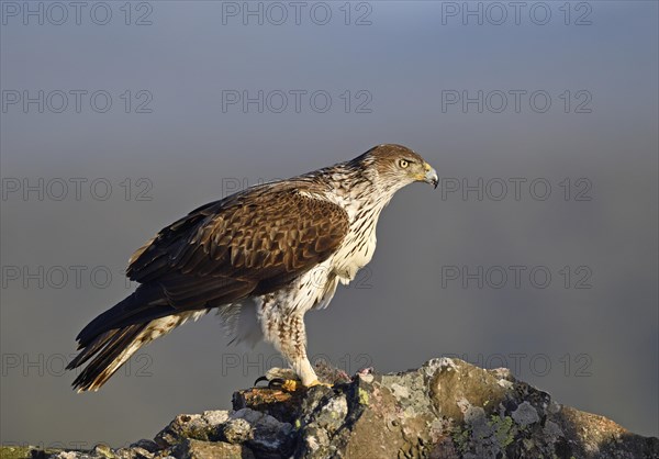 Bonelli's eagle (Aquila fasciata) with captured rabbit