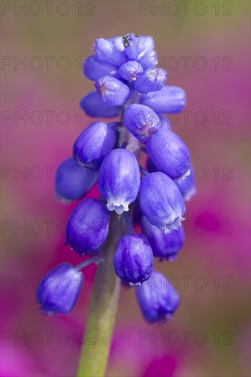 Grape hyacinth (Muscari armeniacum) flowering in a garden