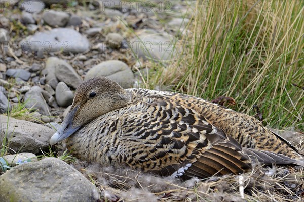 Common Eider (Somateria mollissima) adult female