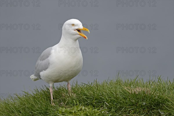 Glaucous Gull (Larus hyperboreus) adult