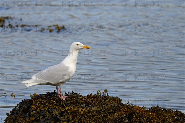 Glaucous Gull (Larus hyperboreus) adult