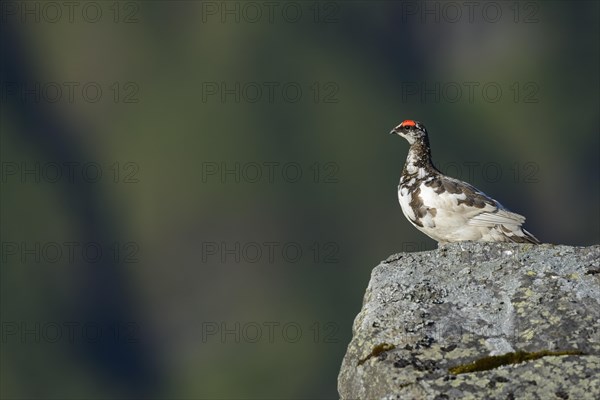 Rock Ptarmigan (Lagopus muta) adult male