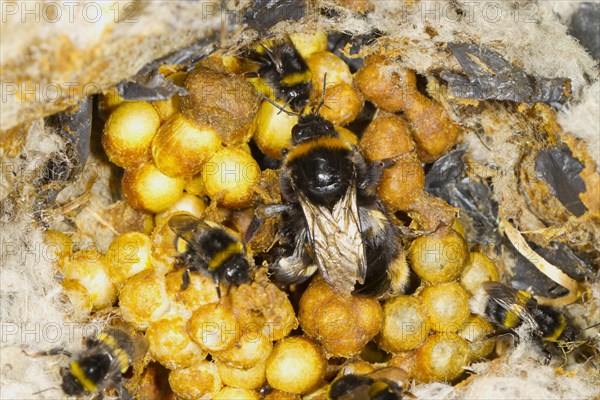 Buff-tailed Bumblebee (Bombus terrestris) adult female queen and workers