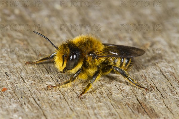 Patchwork leafcutter bee (Megachile centuncularis) adult male