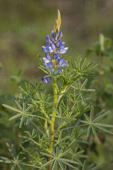 Narrow-leaved lupin (Lupinus angustifolius) in flower