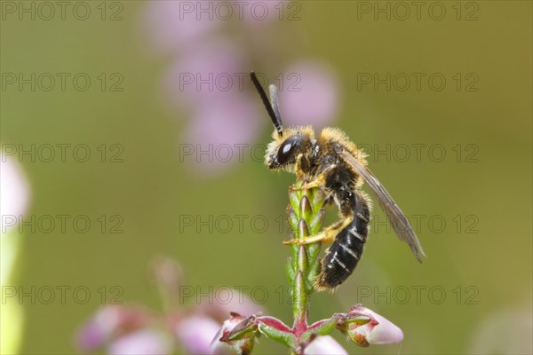 Orange-legged Furrow-bee (Halictus rubicundus) adult male