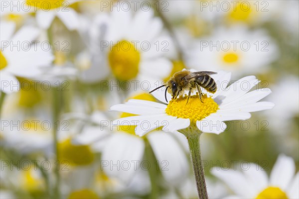 Bare-saddled Plasterer Bee (Colletes similis) adult male