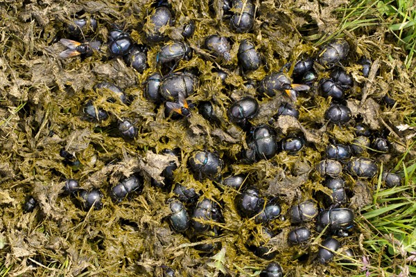 Earth-boring Dung Beetle (Geotrupes sp.) several different species