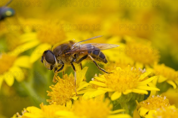 Tapered Dronefly (Eristalis pertinax) adult female