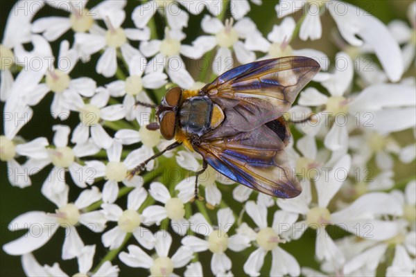 Tachinid Fly (Alophora hemiptera) adult male