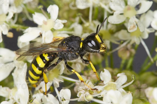 Digger Wasp (Ectemnius cavifrons) adult female