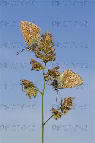 Adonis Blue (Lysandra bellargus) two adult males