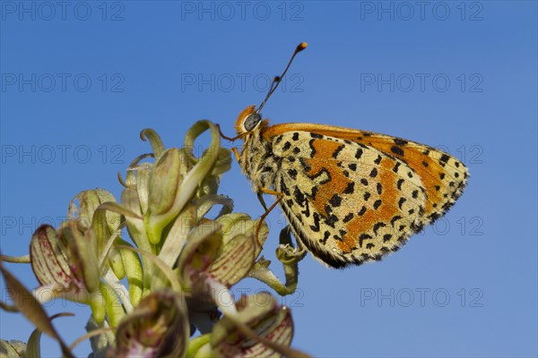 Spotted Fritillary (Melitaea didyma) adult male