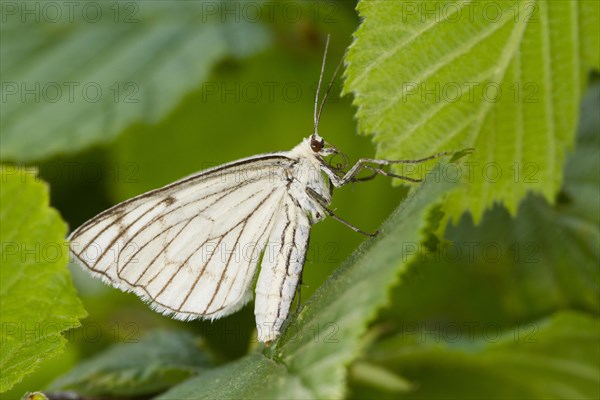 Black-veined Moth (Siona lineata) adult female
