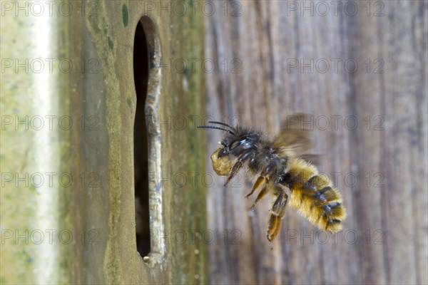 Red Mason bee (Osmia bicornis) adult female in flight