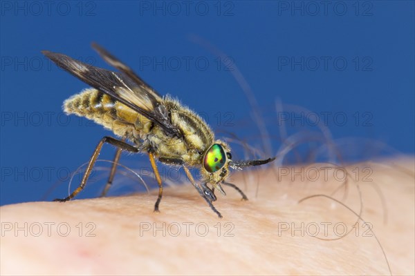 Twin-lobed Deerfly (Chrysops relictus) feeding on a human hand