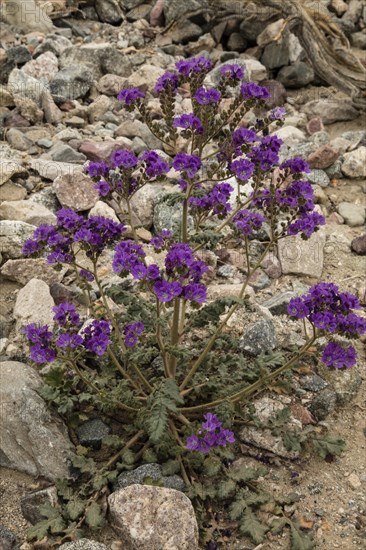 Notch-leaved phacelia (Phacelia crenulata) in flower