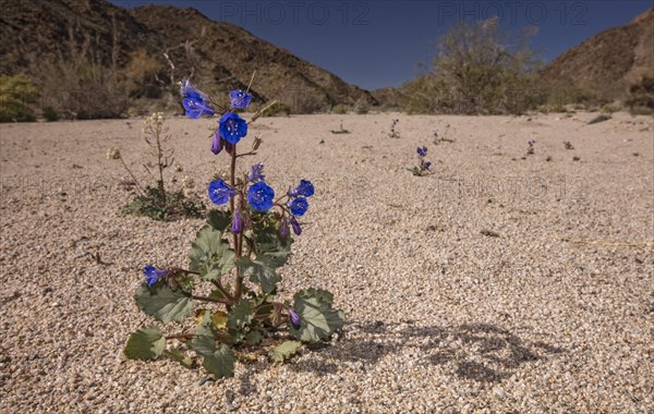 Desert Canterbury Bells (Phacelia campanularia)