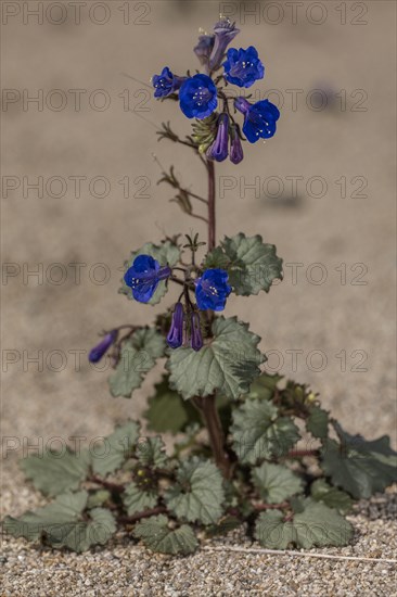 Desert Canterbury Bells (Phacelia campanularia)