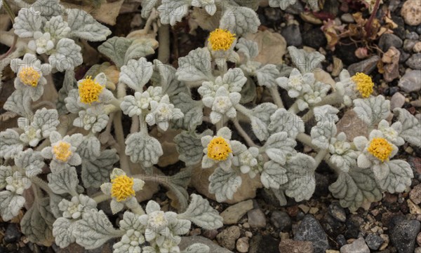 Velvet turtleback (Psathyrotes ramosissima) in flower