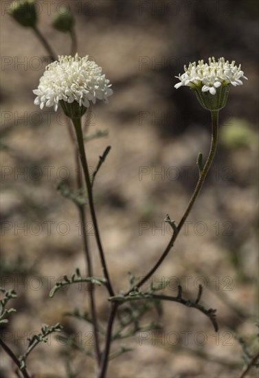 Esteve's pincushion (Chaenactis stevioides) in flower