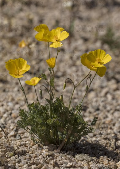 Parish's Poppy (Eschscholzia parishii) in flower