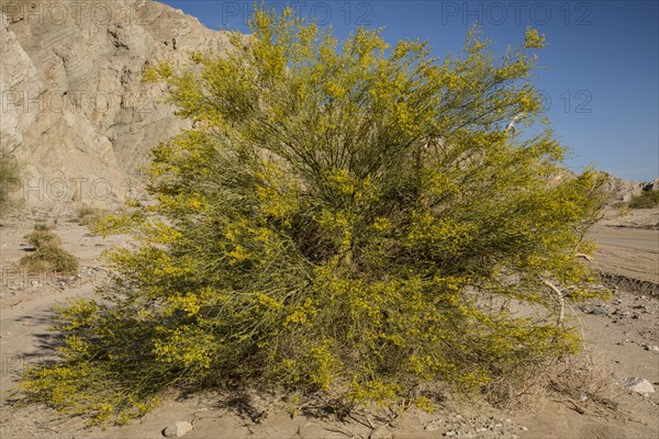 Blue Paloverde tree (Parkinsonia florida) in flower on river-wash