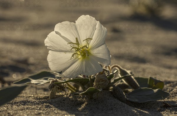 Dune evening primrose (Oenothera deltoides) in flower