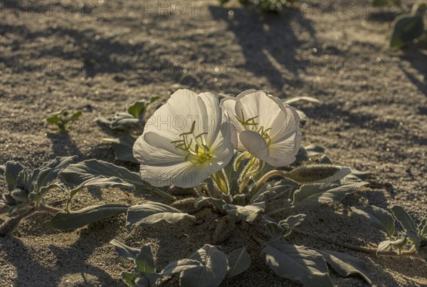 Dune evening primrose (Oenothera deltoides) in flower