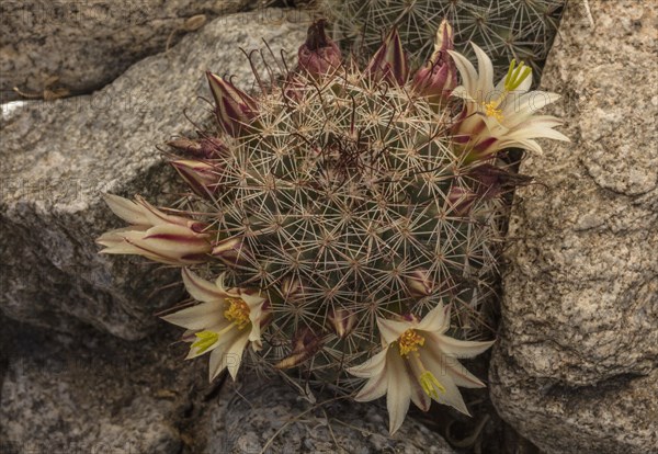 Strawberry cactus or coast fishhook cactus (Mammillaria dioica) in flower