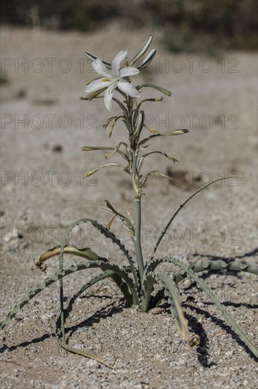Desert Lily (Hesperocallis undulata) in flower