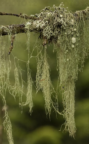 Old Man's Beard (Usnea) in coniferous woodlands