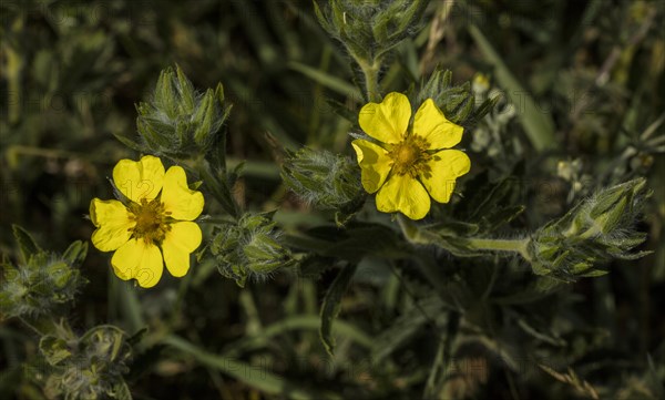 Sulphur cinquefoil (Potentilla recta)