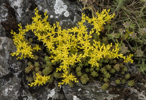 Tasteless stonecrop (Sedum sexangulare) in flower on limestone grassland