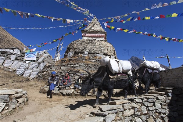 Sherpas and Yaks (Bos mutus) in front of a Buddhist stupa with prayer flags