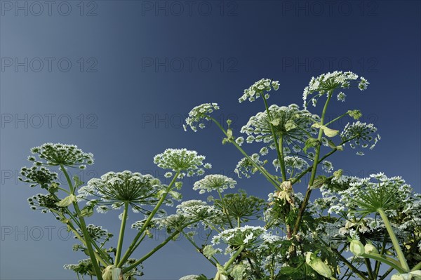 Giant Hogweed