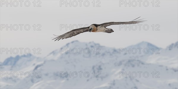 Bearded Vulture