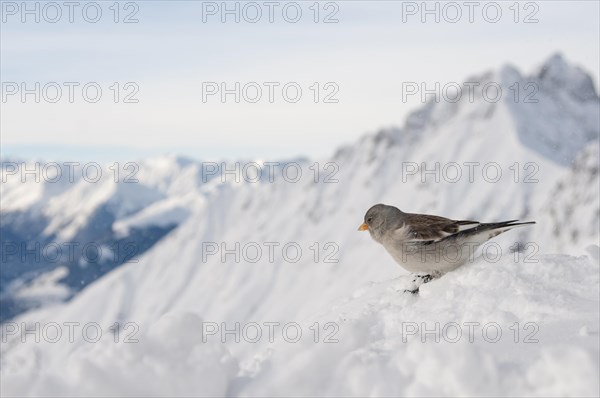 Snowfinch (Montifringilla nivalis)