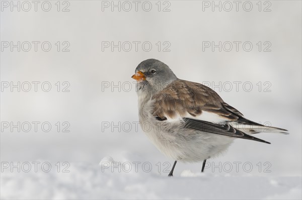 Snowfinch (Montifringilla nivalis) in winter