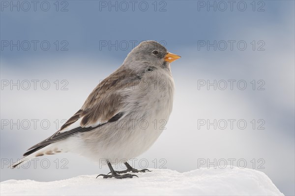 Snowfinch (Montifringilla nivalis) in winter