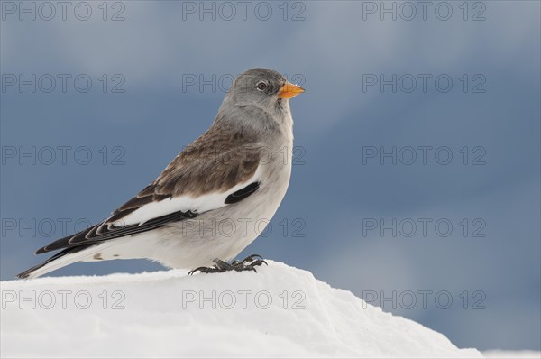 Snowfinch (Montifringilla nivalis) in winter