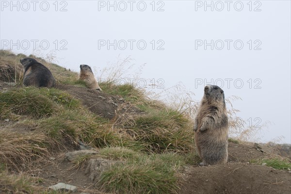 Alpine Marmots (Marmota marmota)
