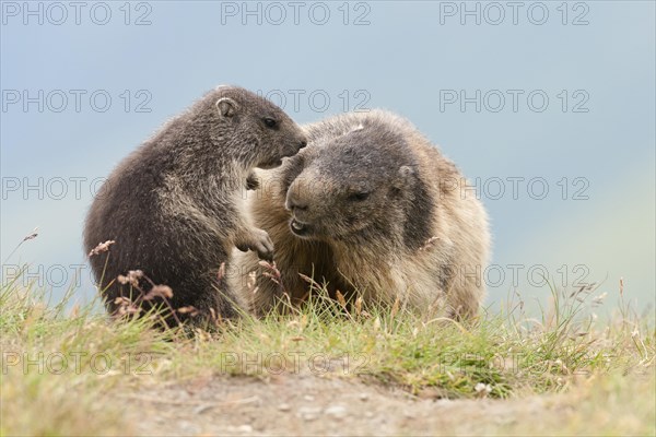 Alpine Marmots (Marmota marmota) adult playing with young