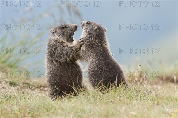 Alpine Marmots (Marmota marmota)