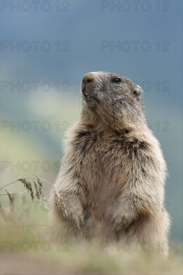 Alpine Marmot (Marmota marmota)